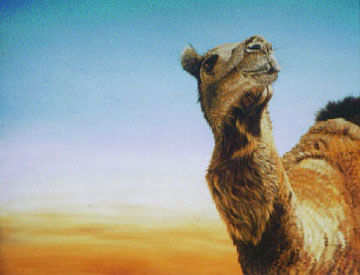 Camel