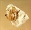 Cocker spaniel