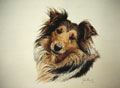 Shetland Collie
