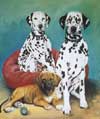 Julies' Dogs