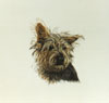 Silky Terrier