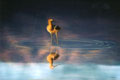 Avocet Pastel
