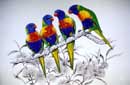 Lorikeets  Pastel