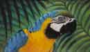 Macaw Pastel