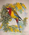 Rosella