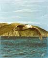 albatross