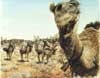 Camel Train