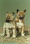 Dingo Pups