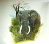  African Elephant