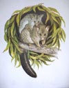 Brushtail Possums