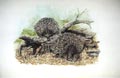 Echidnas