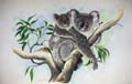 Koalas