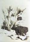 Wombats