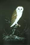 Australian Barn Owl