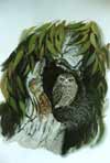 Boobook Owl