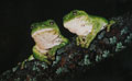treefrogs