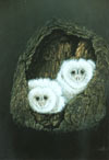 masked Owl chicks