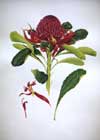 Waratah