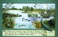 wetlands