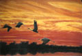brolgas in kakadu