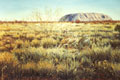 grasslands at uluru