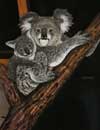 Koala & cub