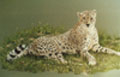 Cheetah