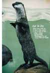 Otter