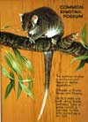 ringtail