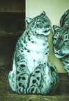 Snow Leopard