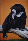 Sunbear